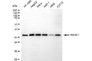 anti-MRG-Binding Protein (MRGBP) antibody