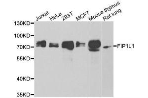 Western blot analysis of extracts of various cell lines, using FIP1L1 antibody. (FIP1L1 antibody  (AA 1-300))