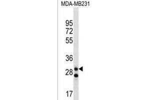 LRRC3C Antibody (C-term) (ABIN1536905 and ABIN2850344) western blot analysis in MDA-M cell line lysates (35 μg/lane). (LRRC3C antibody  (C-Term))