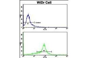 Flow cytometric analysis of WiDr cells using P15 Antibody (N-term)(bottom histogram) compared to a negative control cell (top histogram). (MMP15 antibody  (N-Term))