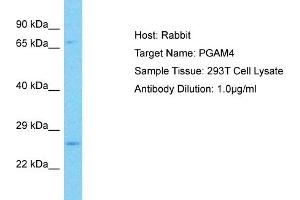 Host: Rabbit Target Name: PGAM4 Sample Type: 293T Whole Cell lysates Antibody Dilution: 1. (PGAM4 antibody  (C-Term))