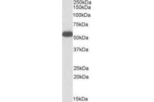 AP23724PU-N (0. (GLUD1 antibody  (Internal Region))