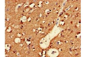 Immunohistochemistry of paraffin-embedded human brain tissue using ABIN7161314 at dilution of 1:100 (Neuroligin 1 antibody  (AA 51-300))