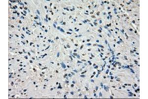 Image no. 11 for anti-P450 (Cytochrome) Oxidoreductase (POR) antibody (ABIN1497744) (POR antibody)