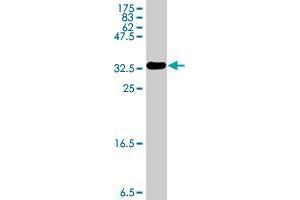 Western Blot detection against Immunogen (38. (OTUB2 antibody  (AA 126-234))