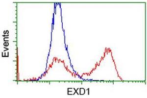 Flow Cytometry (FACS) image for anti-Exonuclease 3'-5' Domain Containing 1 (EXD1) antibody (ABIN1498135) (EXD1 antibody)