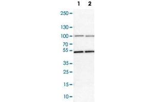 Western Blot analysis of Lane 1: NIH-3T3 cell lysate (mouse embryonic fibroblast cells) and Lane 2: NBT-II cell lysate (Wistar rat bladder tumor cells) with MCM7 polyclonal antibody .