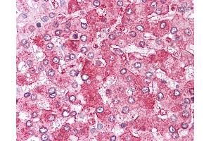 Anti-ERAP1 / ARTS1 antibody IHC of human liver. (ERAP1 antibody  (Internal Region))