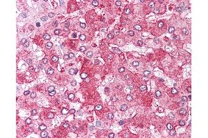 Anti-ERAP1 / ARTS1 antibody IHC of human liver. (ERAP1 antibody  (Internal Region))