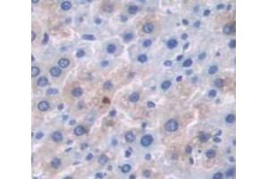 Figure. (SERPINA12 antibody  (AA 52-143))