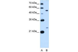 LOC642486 antibody used at 0. (LOC642486 antibody  (C-Term))