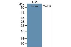 Figure. (IL1R1 antibody  (AA 120-208))