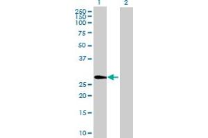 Western Blot analysis of TMUB1 expression in transfected 293T cell line by TMUB1 MaxPab polyclonal antibody. (TMUB1 antibody  (AA 1-246))