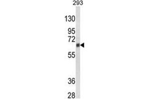 Western blot analysis of CYP3A5 Antibody (Center) in 293 cell line lysates (35ug/lane). (CYP3A5 antibody  (Middle Region))