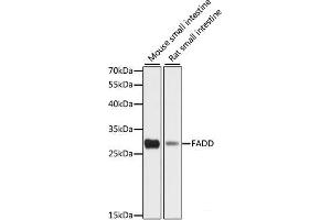 Western blot analysis of extracts of various cell lines using FADD Polyclonal Antibody at dilution of 1:1000. (FADD antibody)