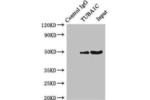 Immunoprecipitating TUBA1C in K562 whole cell lysate Lane 1: Rabbit control IgG instead of ABIN7173659 in K562 whole cell lysate. (TUBA1C antibody  (AA 29-184))