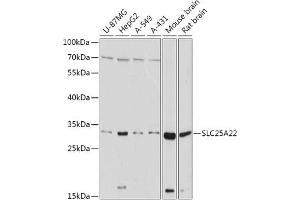 Western blot analysis of extracts of various cell lines, using SLC25 antibody (ABIN7270436) at 1:1000 dilution. (SLC25A22 antibody  (AA 128-188))