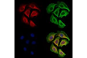 ABIN7094774 and ABIN7098825 staining Hela cells by IF/ICC.