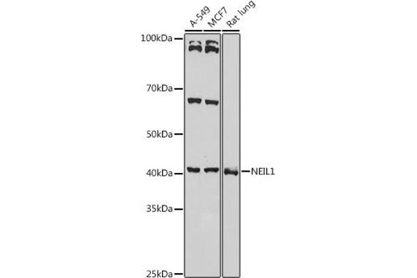 NEIL1 antibody  (AA 187-476)