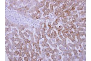 IHC-P Image FMO3 antibody [N2C2], Internal detects FMO3 protein at cytosol on human normal liver by immunohistochemical analysis. (FMO3 antibody)
