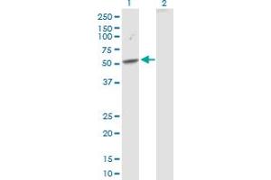 SEMA3D antibody  (AA 1-416)