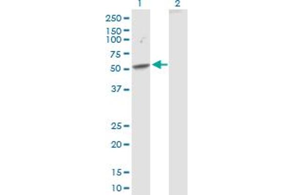 SEMA3D antibody  (AA 1-416)