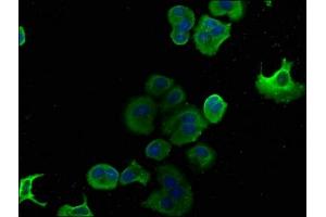 Immunofluorescence (IF) image for anti-DnaJ (Hsp40) Homolog, Subfamily A, Member 3 (DNAJA3) (AA 86-184) antibody (ABIN7150498)