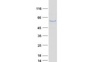 Validation with Western Blot (TUBA1C Protein (Myc-DYKDDDDK Tag))