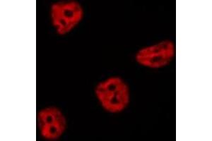 ABIN6276809 staining  RAW264. (CDC25C antibody  (Internal Region))
