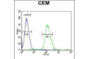 Flow cytometric analysis of CEM cells (right histogram) compared to a negative control cell (left histogram). (TNKS2 antibody  (C-Term))