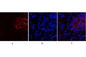 Immunofluorescence analysis of human lung tissue. (PI3K p85 alpha/gamma antibody)