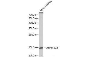 Western blot analysis of extracts of Mouse kidney using ATP6V1G3 Polyclonal Antibody at dilution of 1:1000. (ATP6V1G3i antibody)