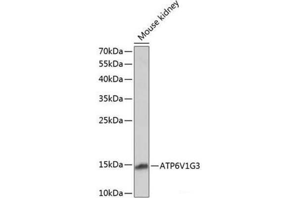 ATP6V1G3i 抗体