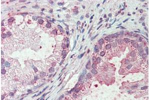 Anti-SLC44A2 antibody  ABIN960812 IHC staining of human prostate. (SLC44A2 antibody  (Internal Region))