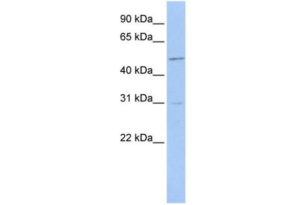 ERMAP antibody  (Middle Region)