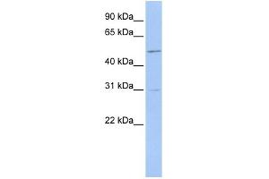 WB Suggested Anti-ERMAP Antibody Titration:  0. (ERMAP antibody  (Middle Region))
