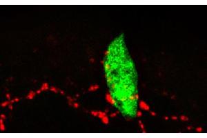 Immunofluorescence (IF) image for Fluoromount-G® (ABIN377045)