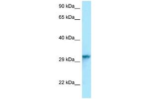Host: Rabbit Target Name: Hnrnpc Antibody Dilution: 1. (HNRNPC antibody  (C-Term))