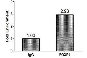 Chromatin Immunoprecipitation Hela (1. (FOXP1 antibody  (AA 1-114))