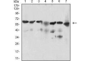 Western blot analysis using BACE1 mouse mAb against Hela (1), SK-N-SH (2), HepG2 (3), C6 (4), PC-12 (5), PANC-1 (6), NIH/3T3 (7) cell lysate. (BACE1 antibody  (AA 112-324))