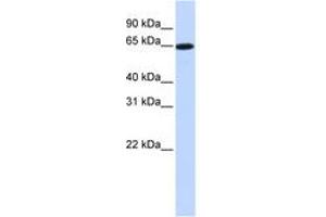 Image no. 1 for anti-Solute Carrier Family 43, Member 1 (SLC43A1) (AA 324-373) antibody (ABIN6743210) (SLC43A1 antibody  (AA 324-373))