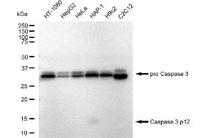 Western blotting analysis using Caspase 3 p12 antibody (ABIN7797896). (Recombinant Caspase 3 p12 antibody)