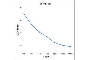 Antigen: 0. (PIK3C3 antibody  (pSer282))