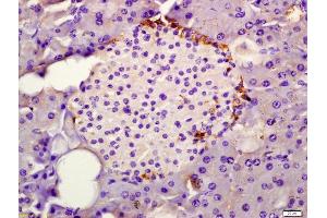 Formalin-fixed and paraffin embedded rat pancreas labeled with Anti-SPINK1 Polyclonal Antibody, Unconjugated (ABIN681658) at 1:200 followed by conjugation to the secondary antibody and DAB staining (SPINK1 antibody  (AA 66-79))