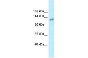 Image no. 1 for anti-Klotho (KL) (AA 100-149) antibody (ABIN6747658) (Klotho antibody  (AA 100-149))