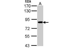 WB Image Sample (30 ug of whole cell lysate) A: Molt-4 , 7. (VPS16 antibody  (C-Term))