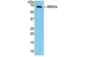 Western blot analysis of recombinant Pig CKM. (CKM antibody  (AA 11-367))