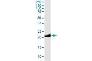 GCG MaxPab rabbit polyclonal antibody. (Glucagon antibody  (AA 1-180))