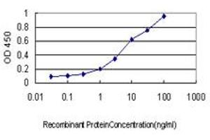 Detection limit for recombinant GST tagged CX3CL1 is approximately 0. (CX3CL1 antibody  (AA 26-135))
