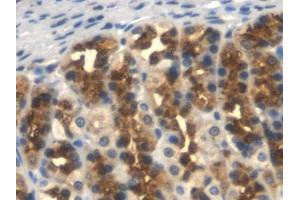 Detection of TFPI in Rat Stomach Tissue using Monoclonal Antibody to Tissue Factor Pathway Inhibitor (TFPI) (TFPI antibody  (AA 29-302))